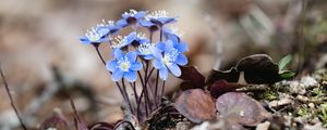 Preview wallpaper hepatica, flowers, petals, macro, blue