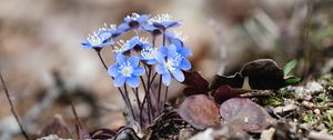 Preview wallpaper hepatica, flowers, petals, macro, blue