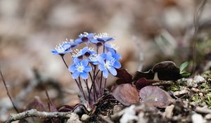 Preview wallpaper hepatica, flowers, petals, macro, blue