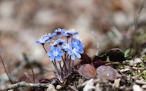 Preview wallpaper hepatica, flowers, petals, macro, blue