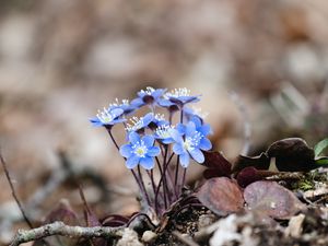 Preview wallpaper hepatica, flowers, petals, macro, blue