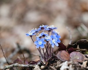 Preview wallpaper hepatica, flowers, petals, macro, blue
