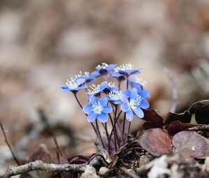 Preview wallpaper hepatica, flowers, petals, macro, blue