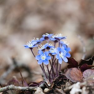 Preview wallpaper hepatica, flowers, petals, macro, blue