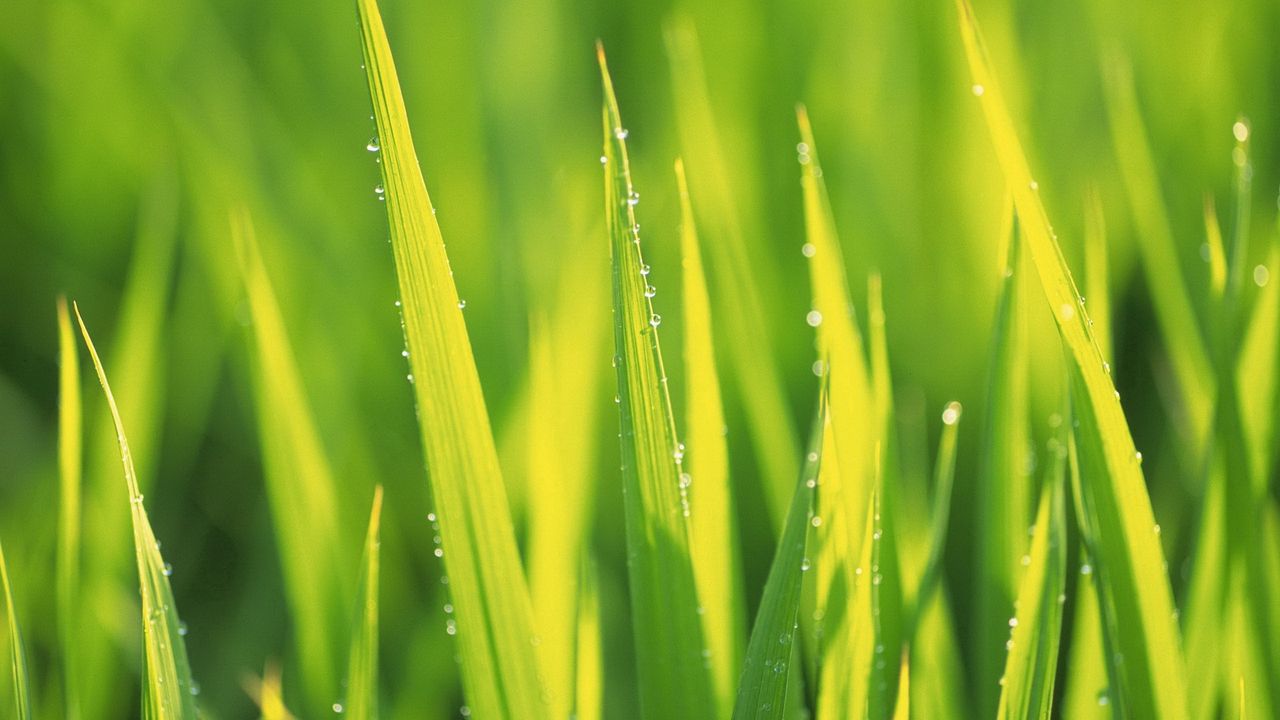 Wallpaper herb, form, drops