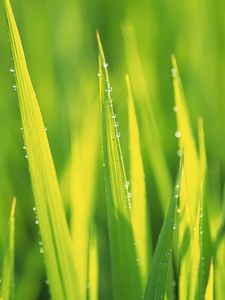 Preview wallpaper herb, form, drops