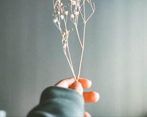 Preview wallpaper herbarium, branch, fingers, hand