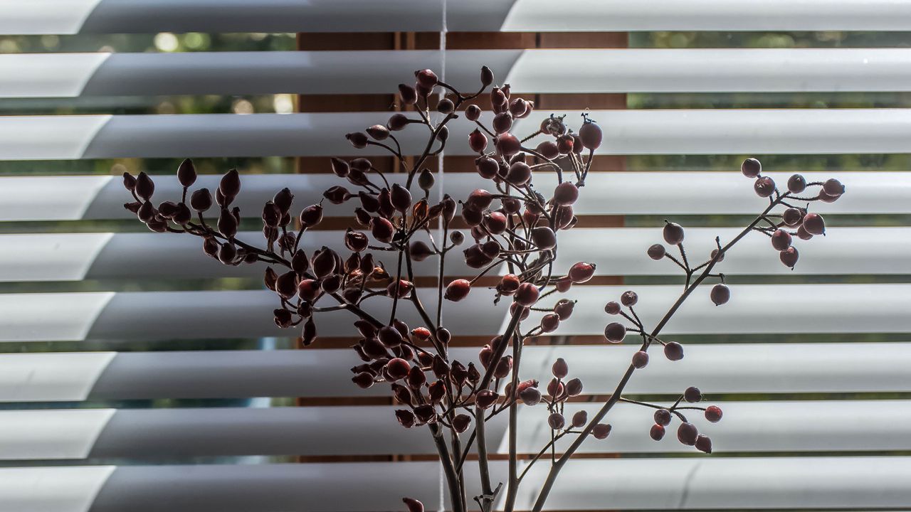 Wallpaper herbarium, branches, vase, decor hd, picture, image