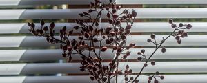 Preview wallpaper herbarium, branches, vase, decor