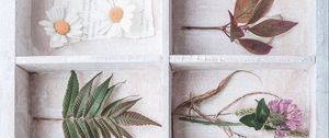 Preview wallpaper herbarium, flowers, leaves, berries, light