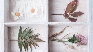 Preview wallpaper herbarium, flowers, leaves, berries, light