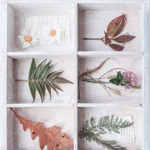 Preview wallpaper herbarium, flowers, leaves, berries, light