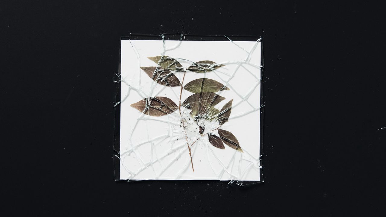 Wallpaper herbarium, glass, broken, shards, branch