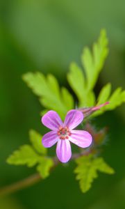 Preview wallpaper herb-robert, flower, petals, plant