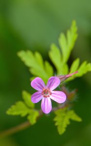 Preview wallpaper herb-robert, flower, petals, plant