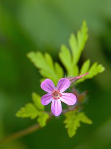 Preview wallpaper herb-robert, flower, petals, plant