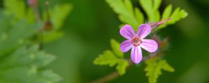 Preview wallpaper herb-robert, flower, petals, plant