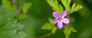 Preview wallpaper herb-robert, flower, petals, plant