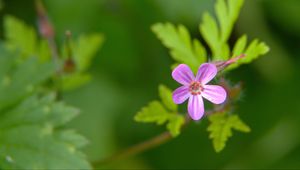 Preview wallpaper herb-robert, flower, petals, plant