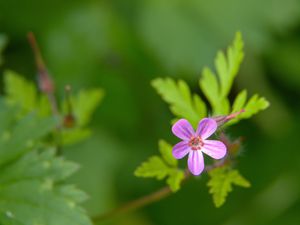 Preview wallpaper herb-robert, flower, petals, plant