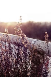 Preview wallpaper herbs, fence, log, field