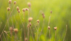 Preview wallpaper herbs, field, web, degradation, green