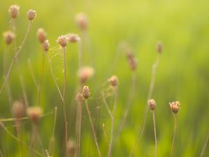 Preview wallpaper herbs, field, web, degradation, green