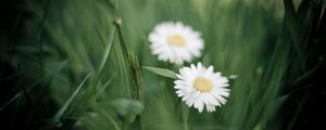 Preview wallpaper herbs, flowers, nature, chamomile