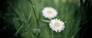 Preview wallpaper herbs, flowers, nature, chamomile