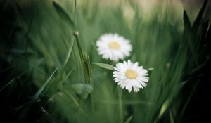 Preview wallpaper herbs, flowers, nature, chamomile