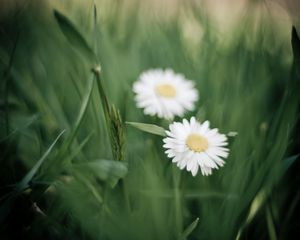 Preview wallpaper herbs, flowers, nature, chamomile