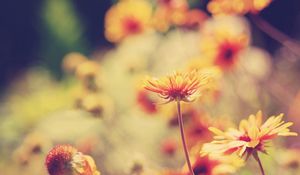 Preview wallpaper herbs, plants, flowers, background, light