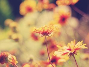 Preview wallpaper herbs, plants, flowers, background, light