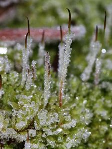 Preview wallpaper herbs, plants, frost, drops, ice