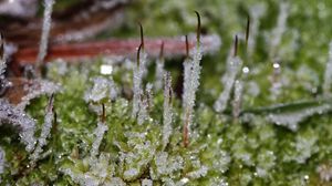 Preview wallpaper herbs, plants, frost, drops, ice