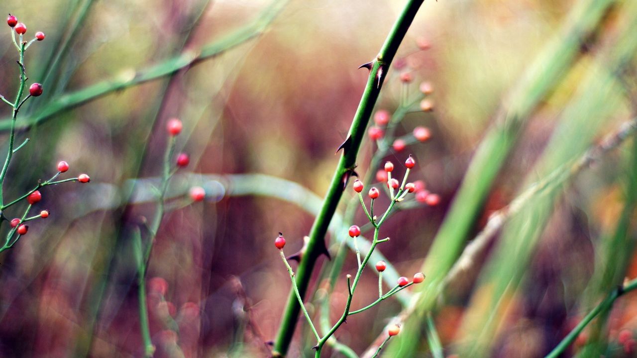 Wallpaper herbs, plants, stem, background, blur