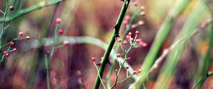 Preview wallpaper herbs, plants, stem, background, blur