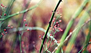 Preview wallpaper herbs, plants, stem, background, blur