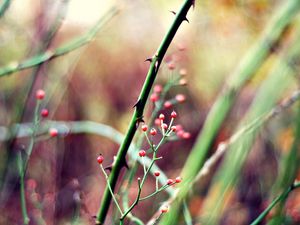 Preview wallpaper herbs, plants, stem, background, blur