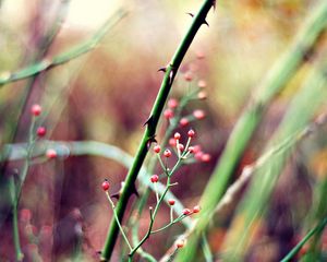 Preview wallpaper herbs, plants, stem, background, blur