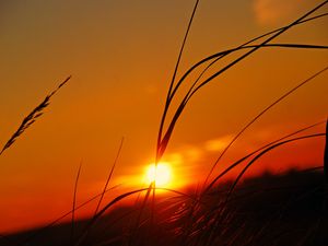 Preview wallpaper herbs, plants, sunset, sky