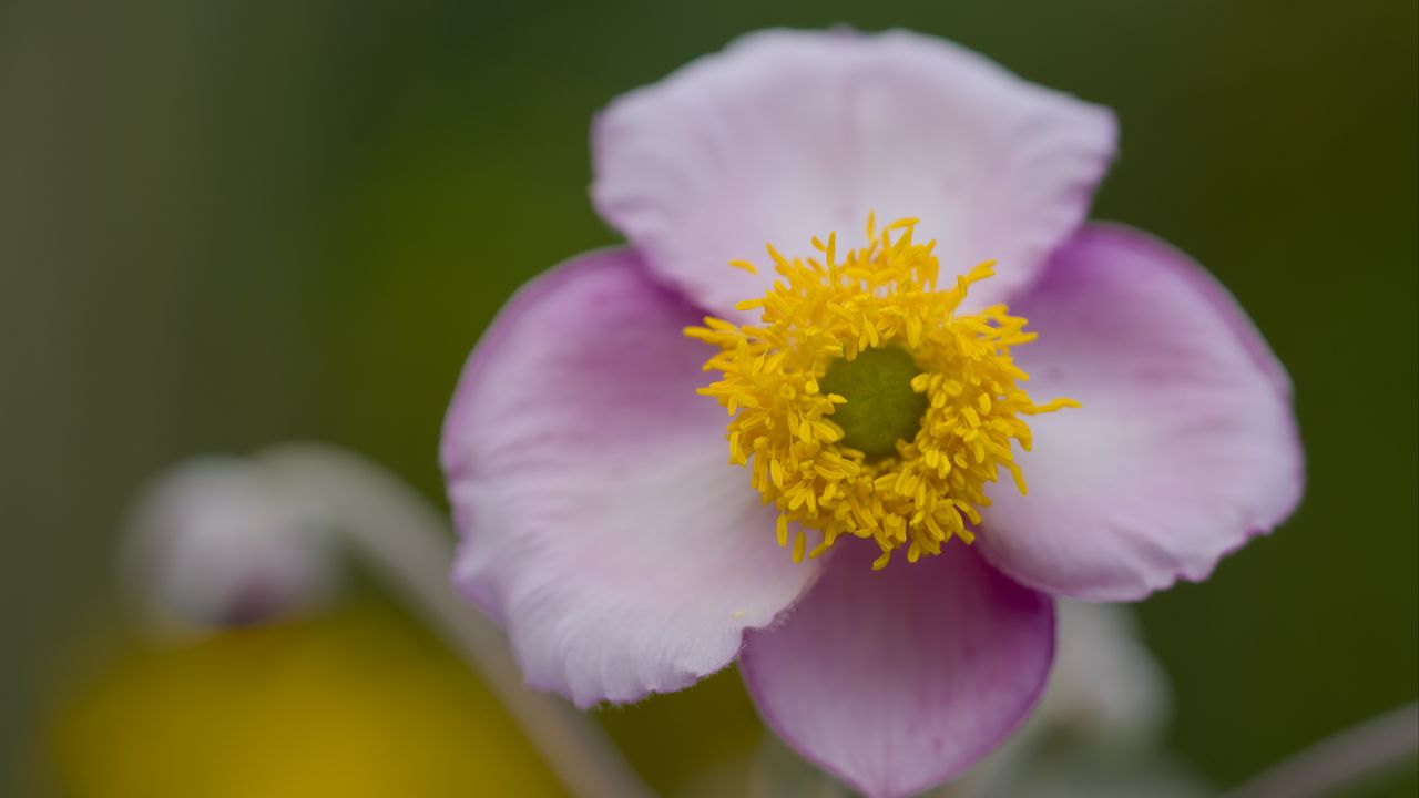Wallpaper herbst-anemone, flower, petals, macro, plant