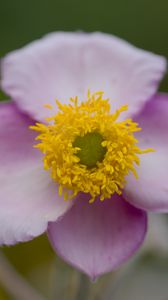 Preview wallpaper herbst-anemone, flower, petals, macro, plant