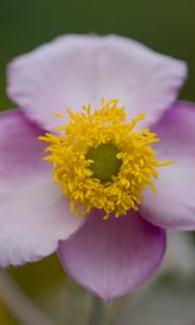 Preview wallpaper herbst-anemone, flower, petals, macro, plant