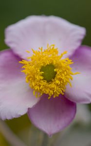 Preview wallpaper herbst-anemone, flower, petals, macro, plant