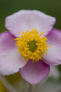 Preview wallpaper herbst-anemone, flower, petals, macro, plant