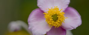 Preview wallpaper herbst-anemone, flower, petals, macro, plant
