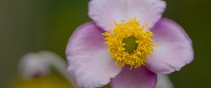 Preview wallpaper herbst-anemone, flower, petals, macro, plant