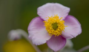 Preview wallpaper herbst-anemone, flower, petals, macro, plant
