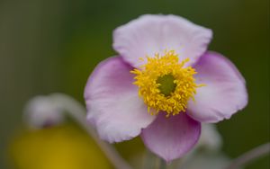 Preview wallpaper herbst-anemone, flower, petals, macro, plant